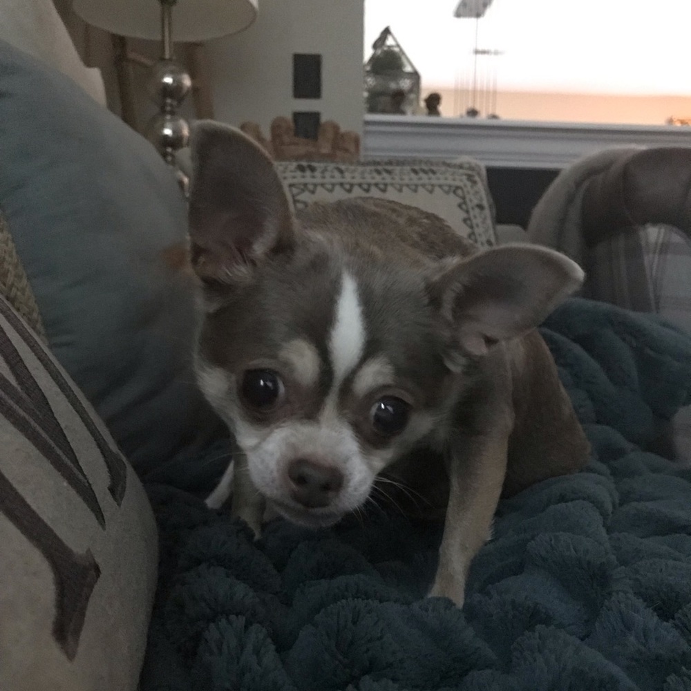 Meet your Posher, Judy